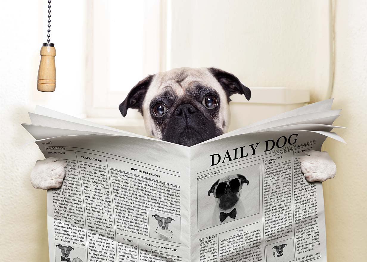 dog sitting on toilet